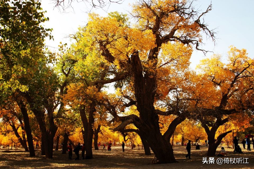 千里醉胡杨，不忍道别离