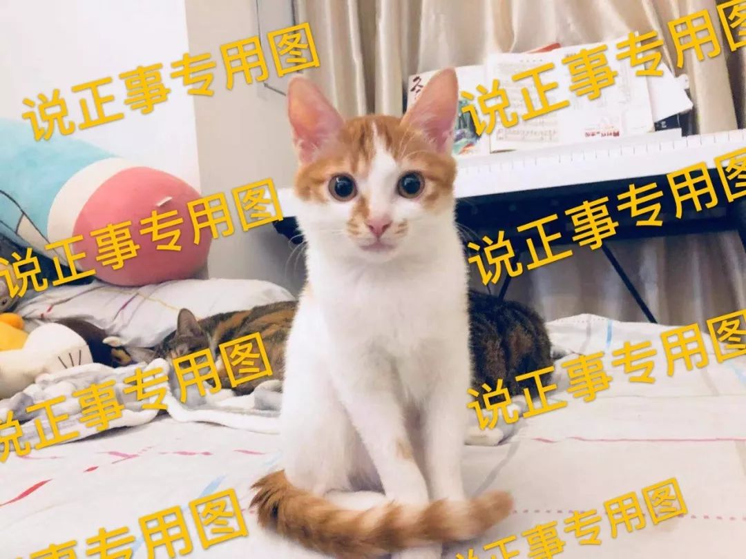 猫传腹：由冠状病毒变异引发的致命猫咪疾病