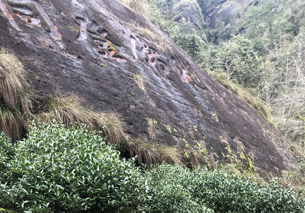 大红袍产地在哪里（大红袍产地在福建省的武夷山）