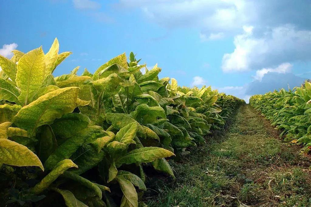 当年,小兰花烟叶,几乎家家种植栽培.