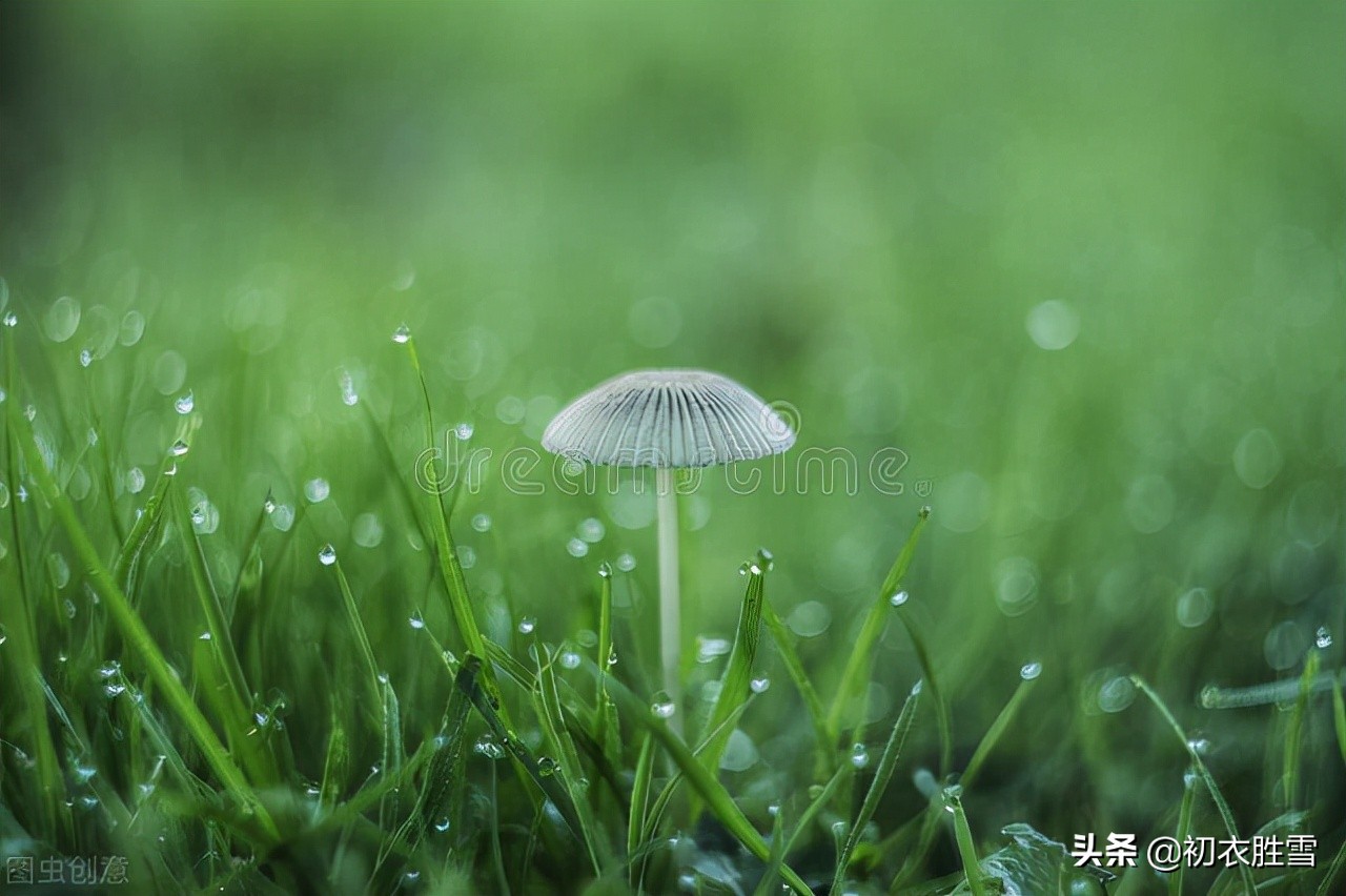 ​唯美秋草古诗词六首：年年陌上生秋草，日日楼中到夕阳