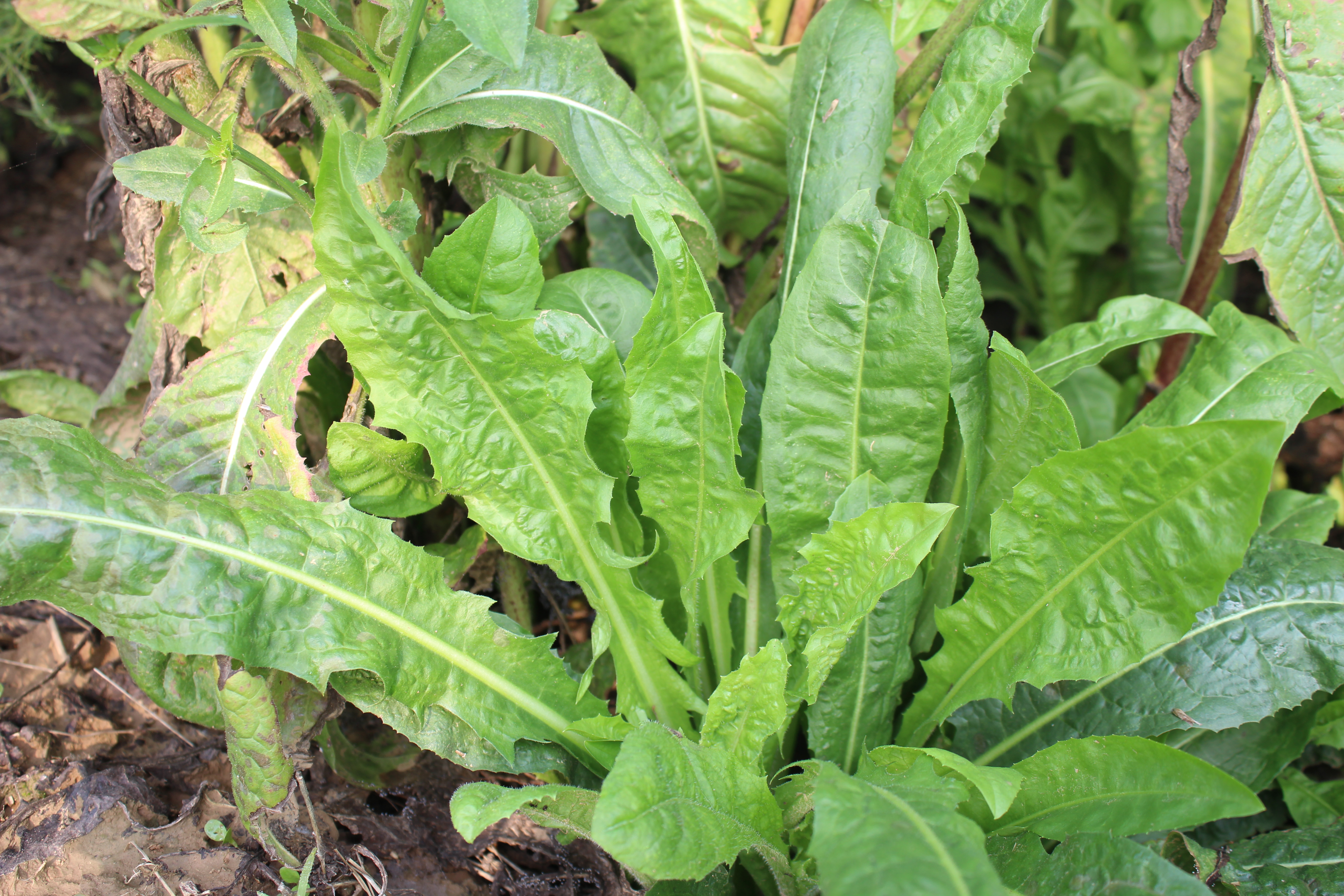 提起菊苣,我想起我的图片库中,有一种植物,我很长时间不知道它叫什么?