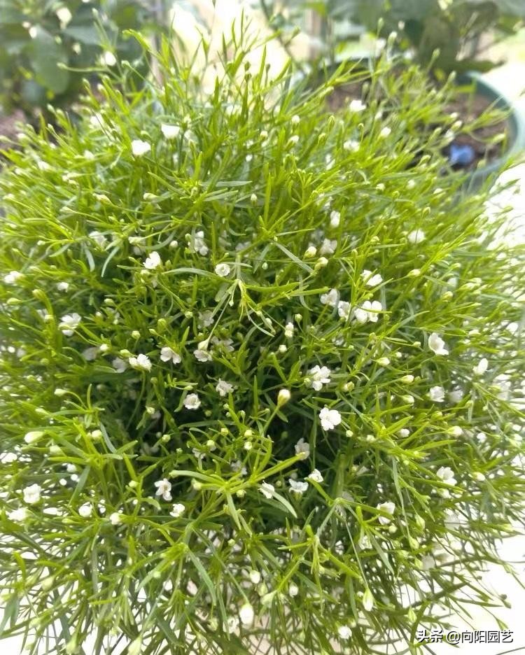 多肉满天星怎么养正确方法图文