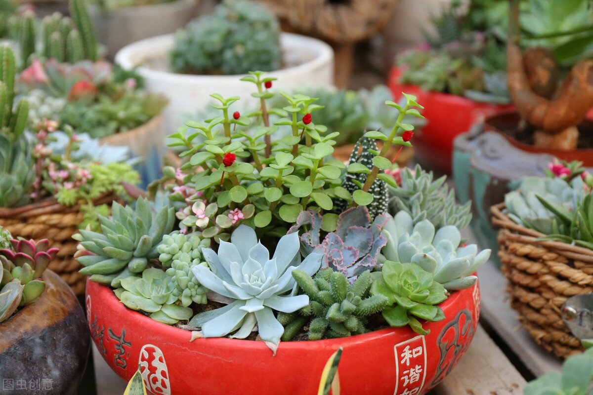 家裡光照不好,就養4種多肉植物,一樣能養出