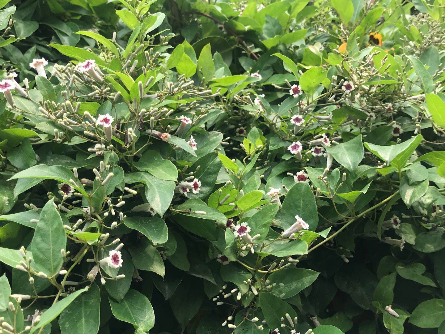 鸡矢藤图片(消积化食) - 赤虎壹号