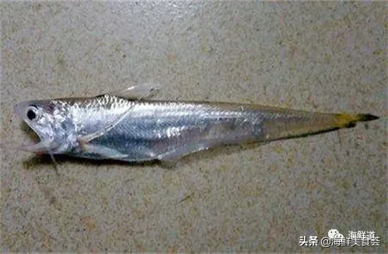 市场常见的102种海鲜，肉质鲜美，营养丰富，你们吃过几种？