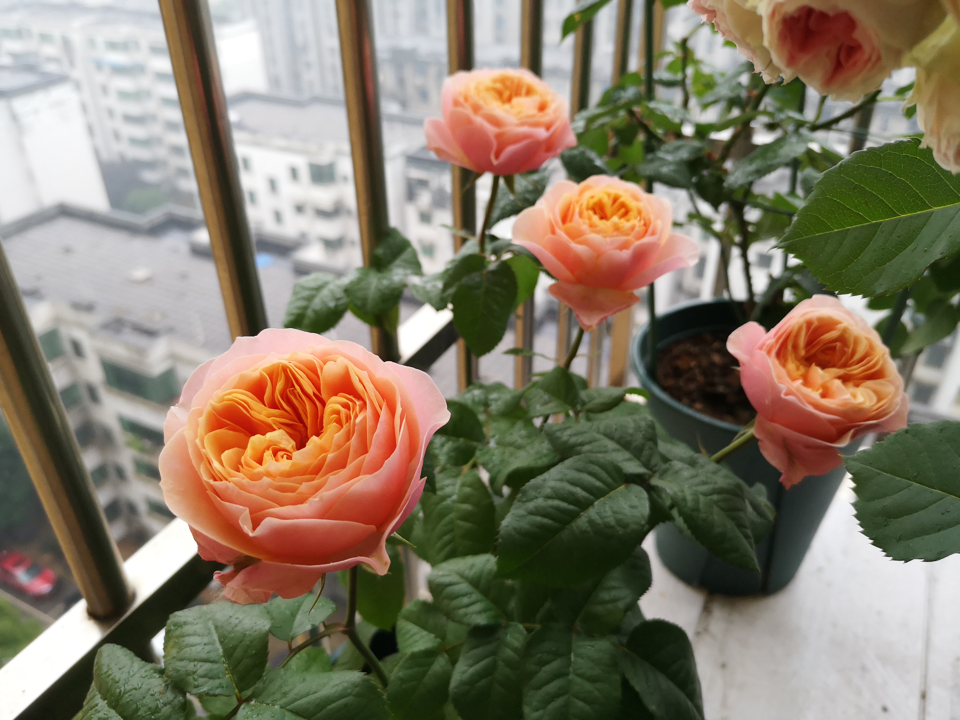 温柔珊瑚心月季(温柔珊瑚心月季介绍) - 上海苗木信息网