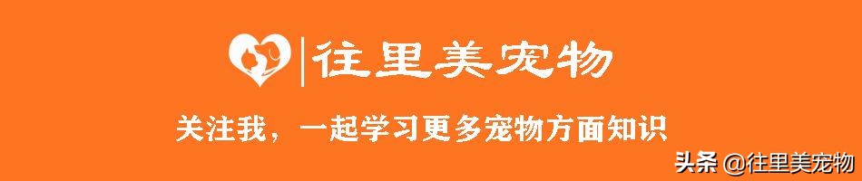 一只鸡而已，何以能卖到几千块钱？因为它跟本就不是普通的鸡