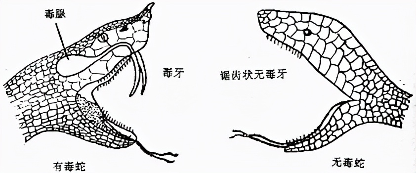 罕见！澳洲居民后院藏蛇窝，两红腹黑蛇惊现“碰头杀”，它有多毒