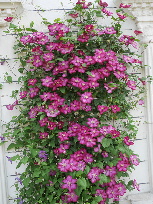 铁线莲里昂村庄(一款很耐寒的铁线莲介绍)