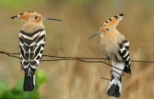 啄木鸟和戴胜鸟的区别一种很常见的鸟戴胜很多人将它跟啄木鸟弄混