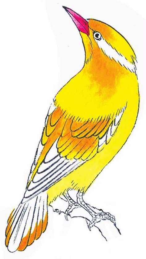 零基础工笔画教程:分步骤讲解黄鹂画法,简单易学,一起来临摹吧