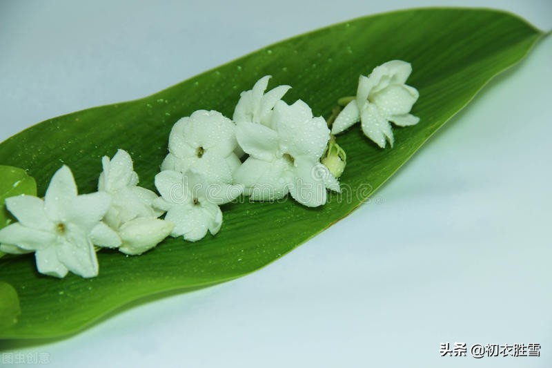 夏花茉莉美诗八首赏读：著人茉莉花如雪，茉莉心香细雨天