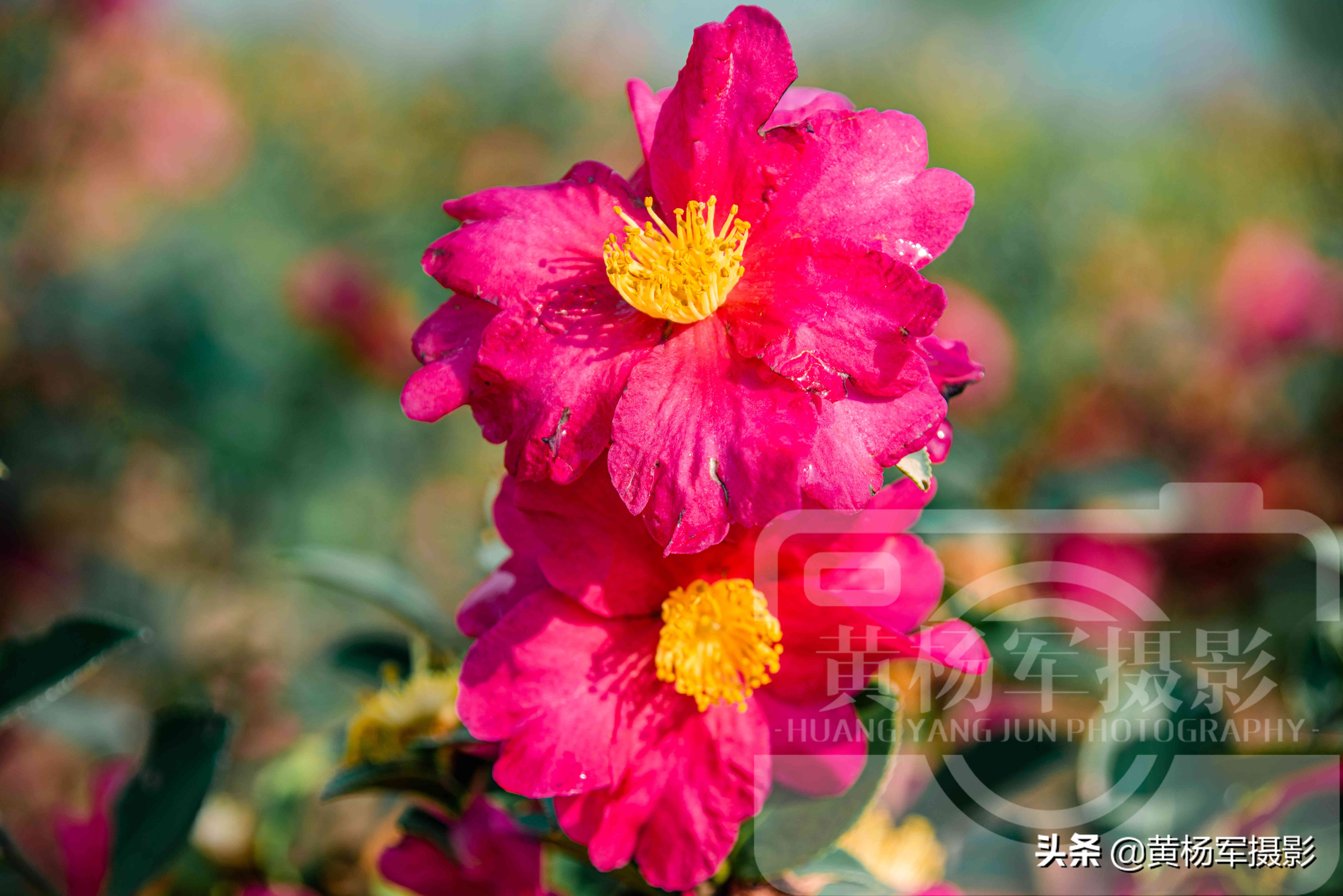 茶梅花寓意（一文了解茶梅花象征的花语寓意）