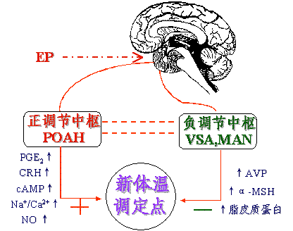 布洛芬混悬液到底怎么啦？小儿还能用吗？如何减少副作用