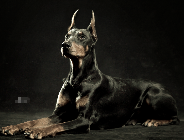 一,要给它选择天然狗粮