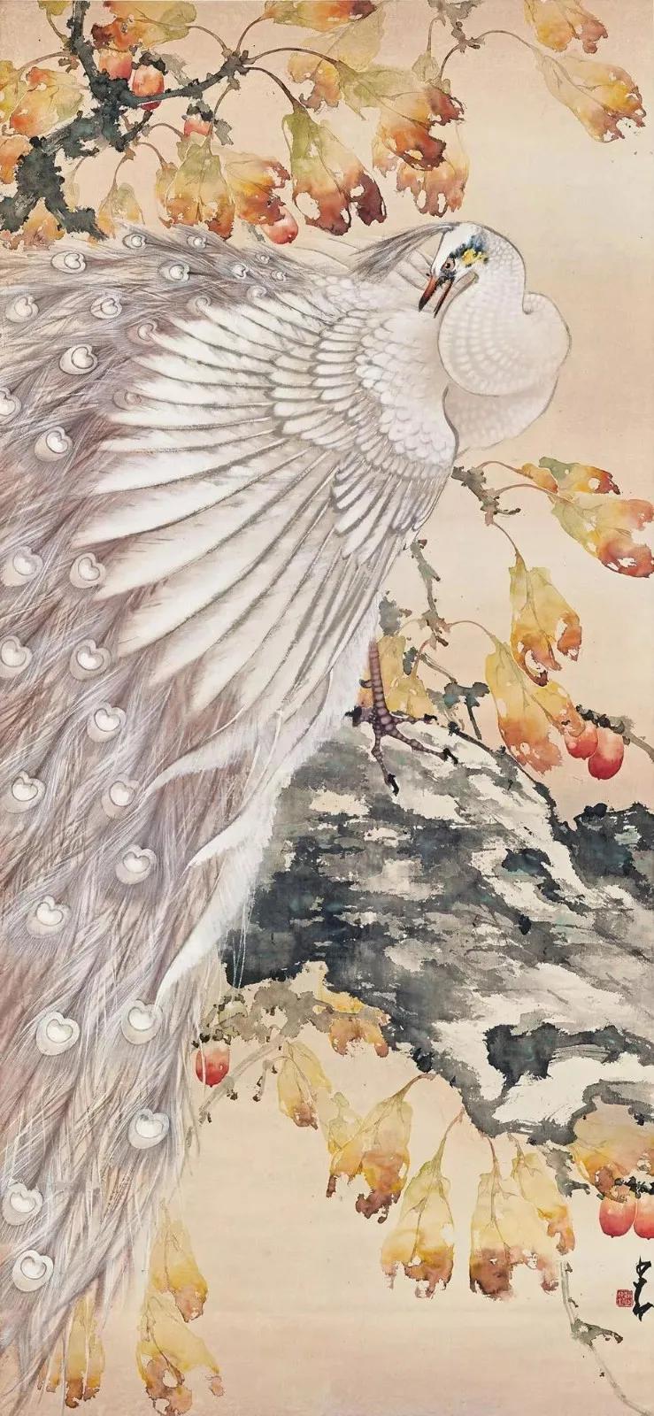 孔雀东南飞！高贵、冷艳的白孔雀