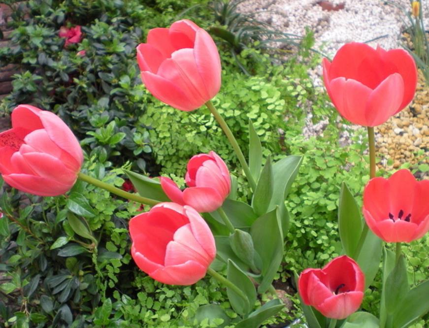 郁金香花期能开几天（揭秘郁金香花期时长）