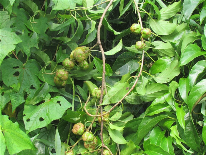 猫人参,见过吗?清热解毒,用于痈疖,脓肿,妇女白带,麻风病