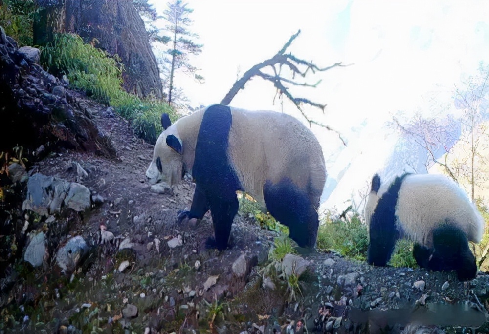 熊猫国立公园设立|来崇州看一下“地滚球”们的“爱之走廊”吧！