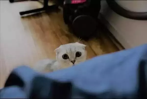 “猫爪杯”爆红背后,看星巴克是如何营销的?