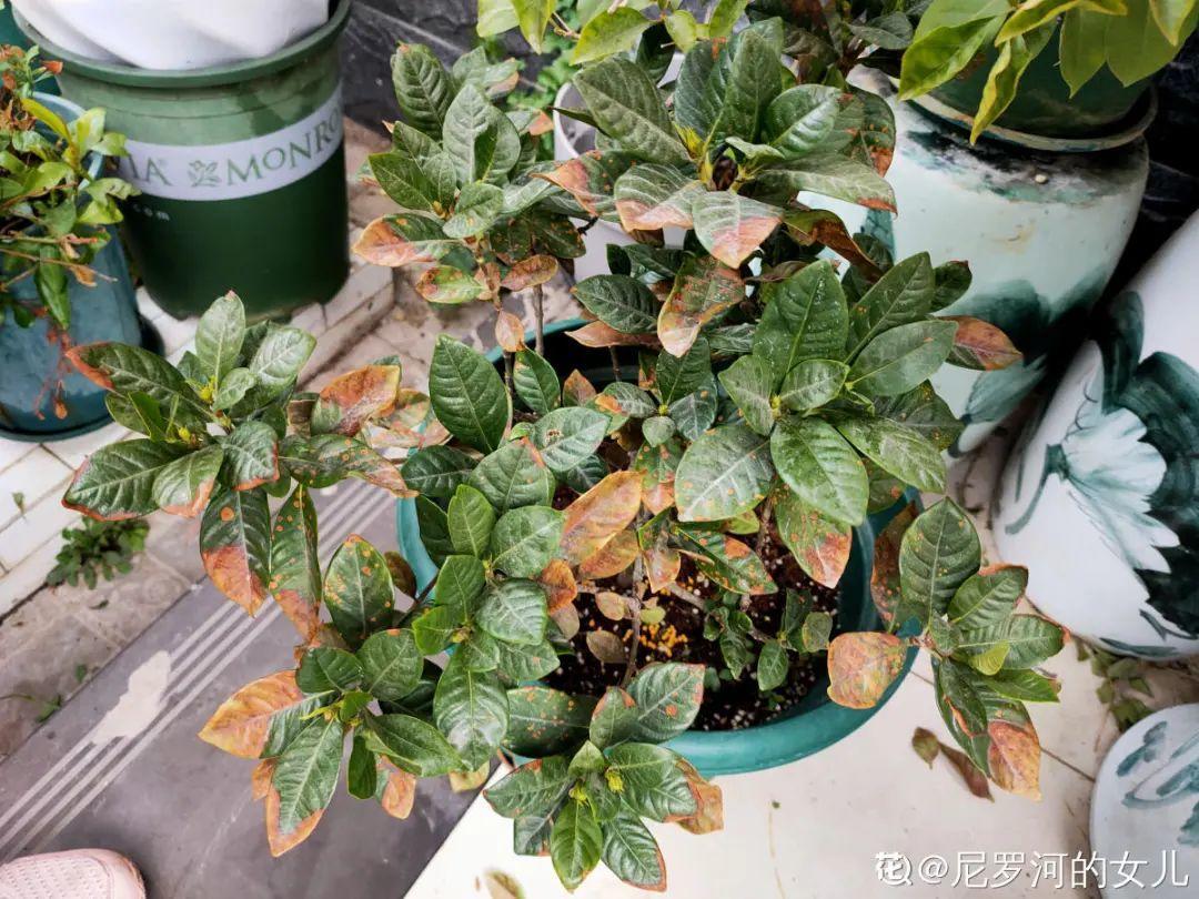 栀子花叶子发黄图解（各种植物黄叶的原因和解决方法）