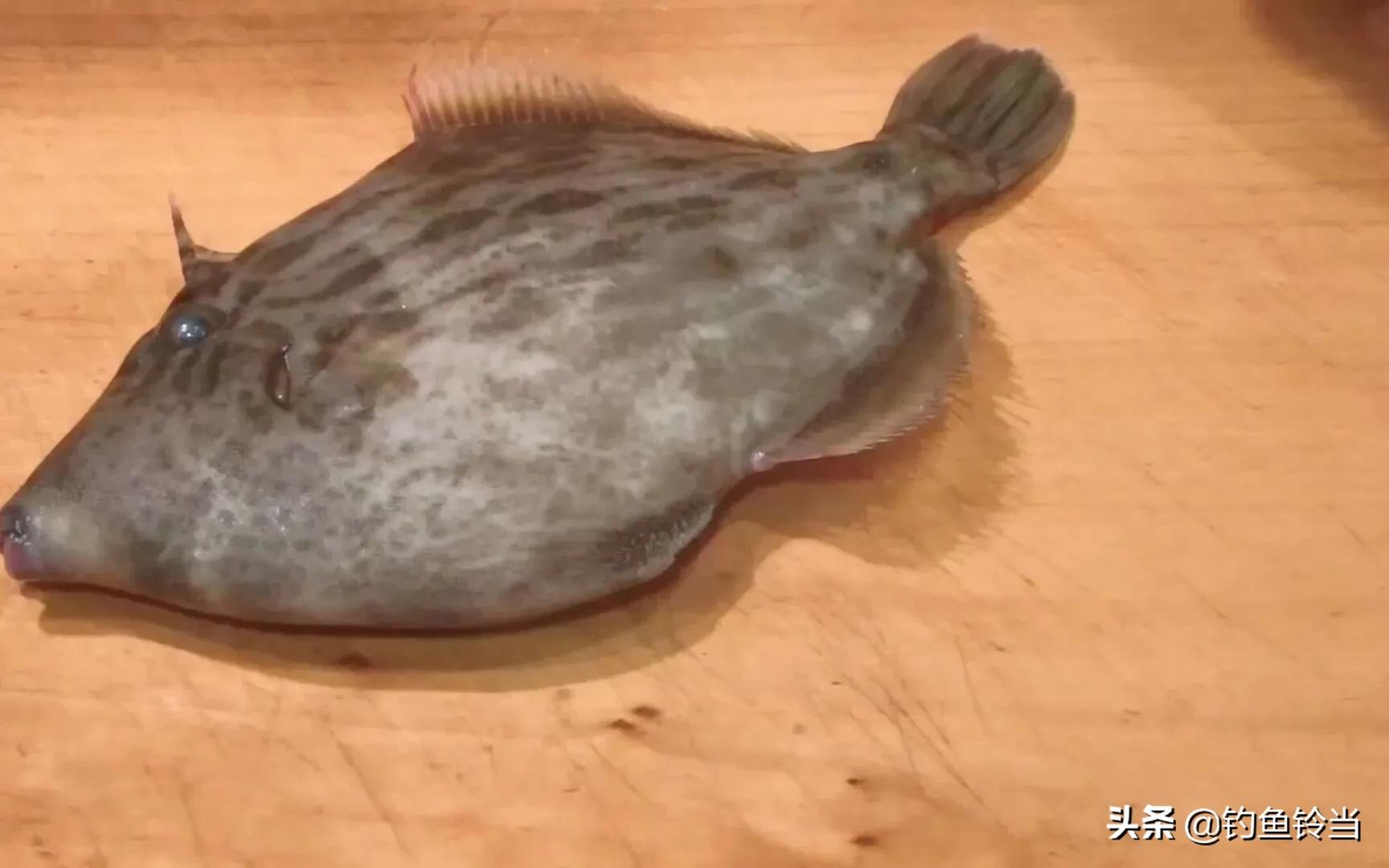 老鼠鱼学名叫什么(这种鱼需要去头和剥皮,以前根本