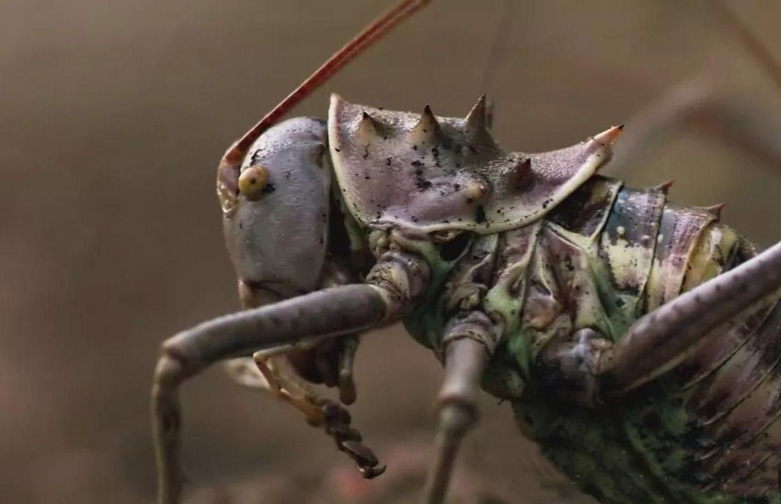 世界上最强大的蝈蝈,能喷射毒液能装死,甚至还会捕食鸟类