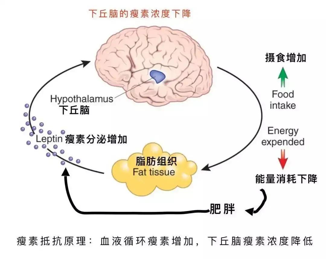 睡眠对人体有多重要？会睡觉的人容易瘦， 3招帮你睡个美容觉！