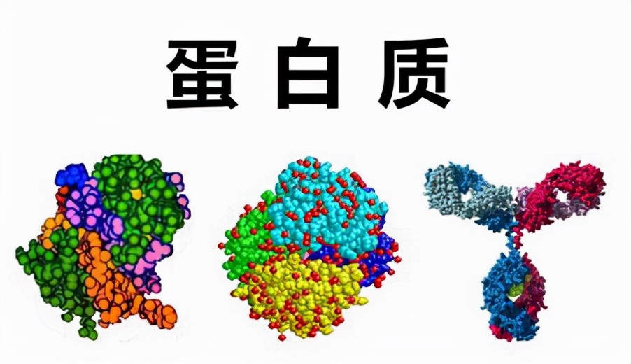 继二氧化碳合成淀粉后，我国又创一氧化碳合成蛋白技术，还量产了