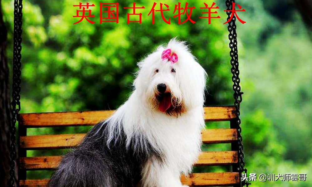 牧羊犬种类（图文讲解10种最常见的牧羊犬类型）