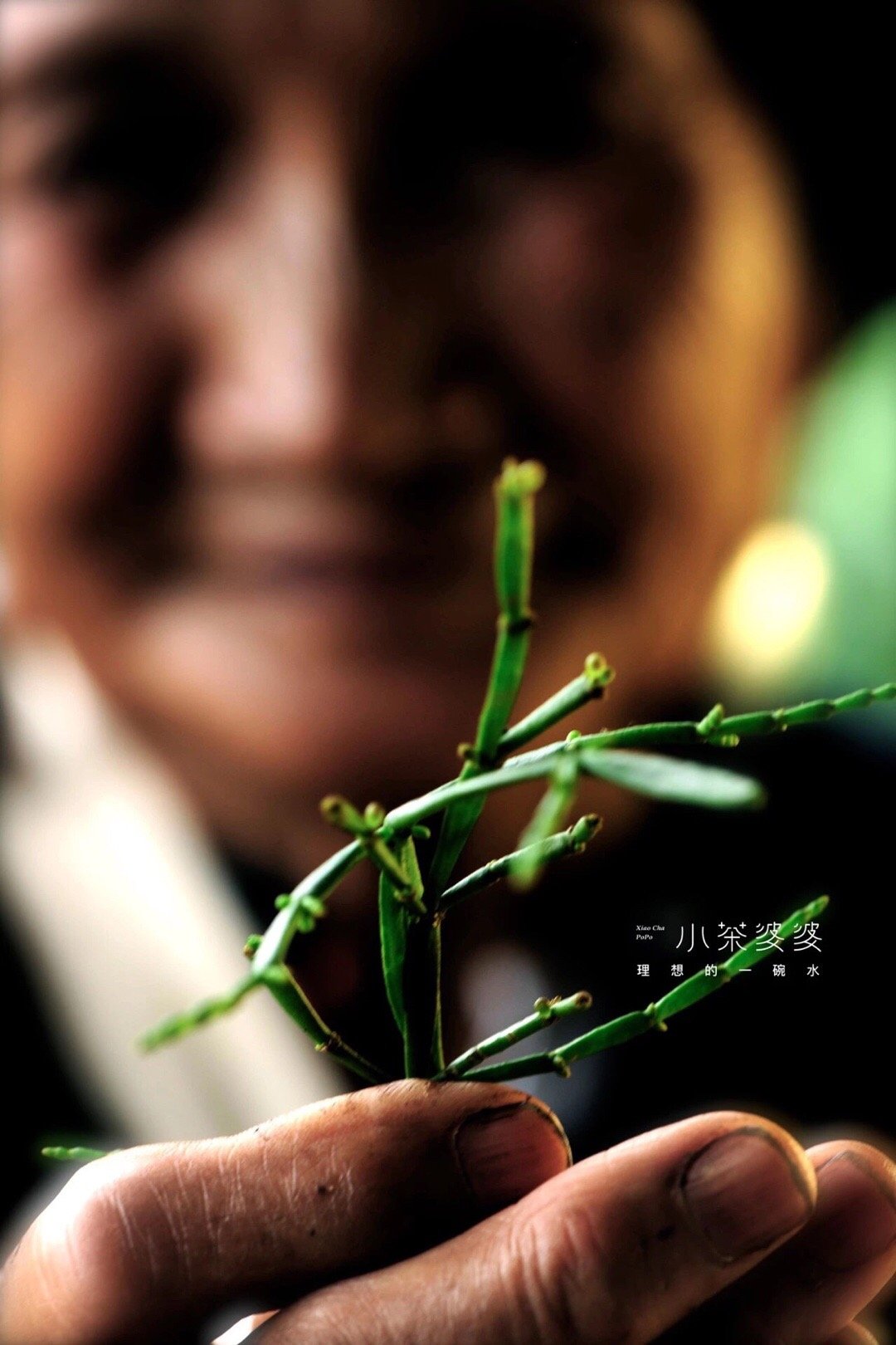 寻香景迈 | 景迈山是云南最美的茶山，云海养心，姑娘养眼