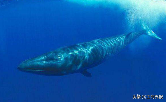 为什么是一鲸落，万物生？带你看世界上十种体型最大的鲸鱼