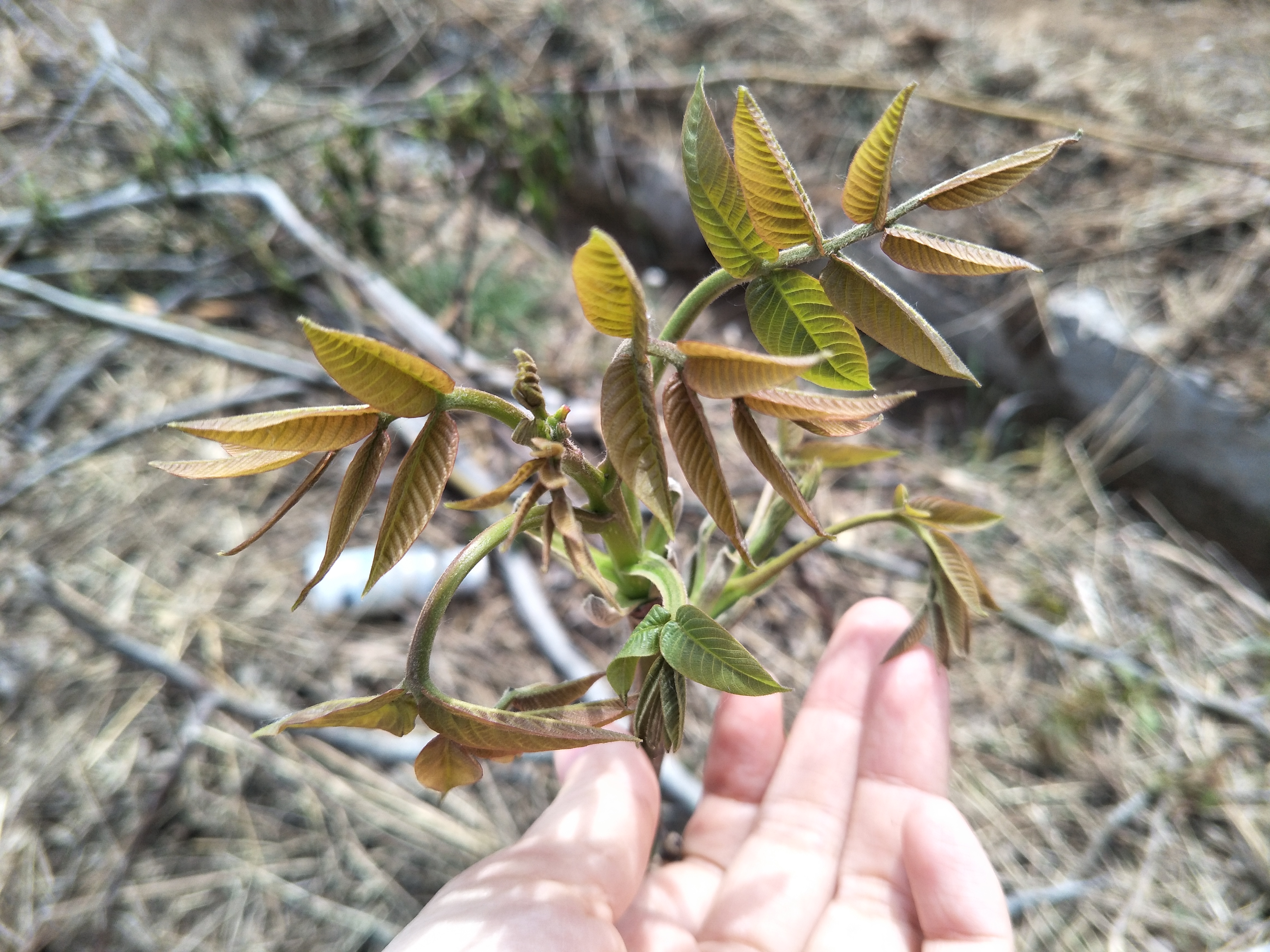 春季里最美的野花，小时候天天见，现在成了稀罕物，你认识几种？