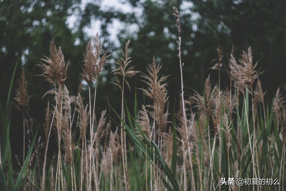 伤感的句子 | 你走之后，我得了一场大病，疼得我痛不欲生
