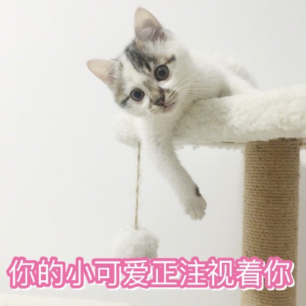 猫咪表情包：我投降我投降