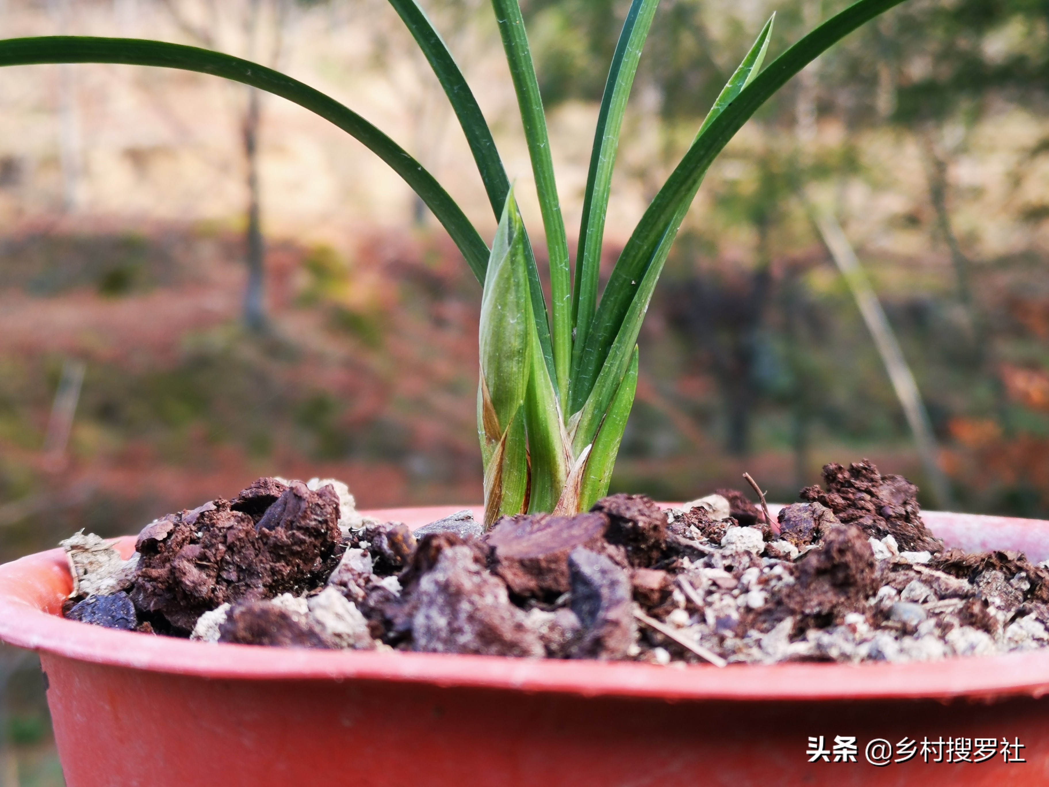 兰花催花技巧，除了露水和磷酸二氢钾，还有两种效果也很不错