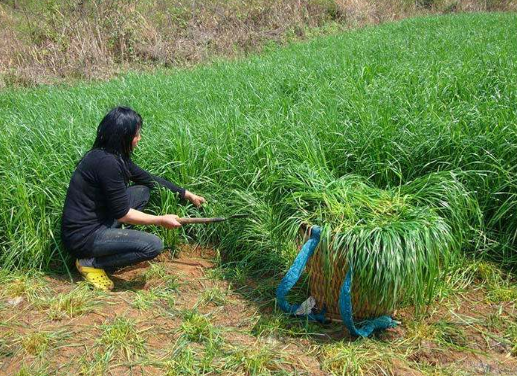 1,优质牧草牧草品种的多年生黑麦草生长快,分蘖多,能耐牧,是优质的