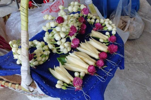 盆栽一颗白兰花(盆栽一颗白兰花价格)