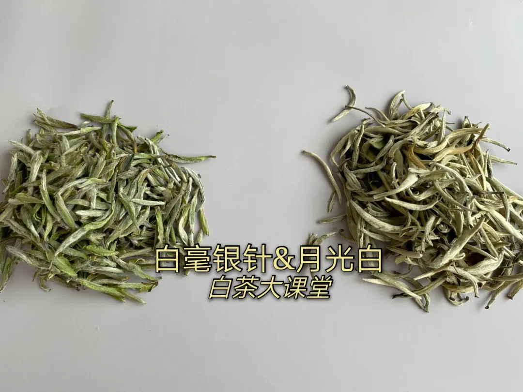 月光白是白茶还是普洱茶?和福鼎的白毫银针相比,有什么区别吗?