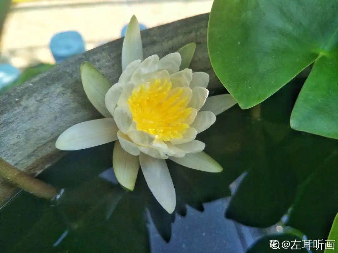 黑珍珠藍莓,黑珍珠藍莓品種介紹