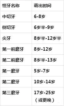 牙齿名称结构图28颗牙（揭秘每颗牙齿的名字）