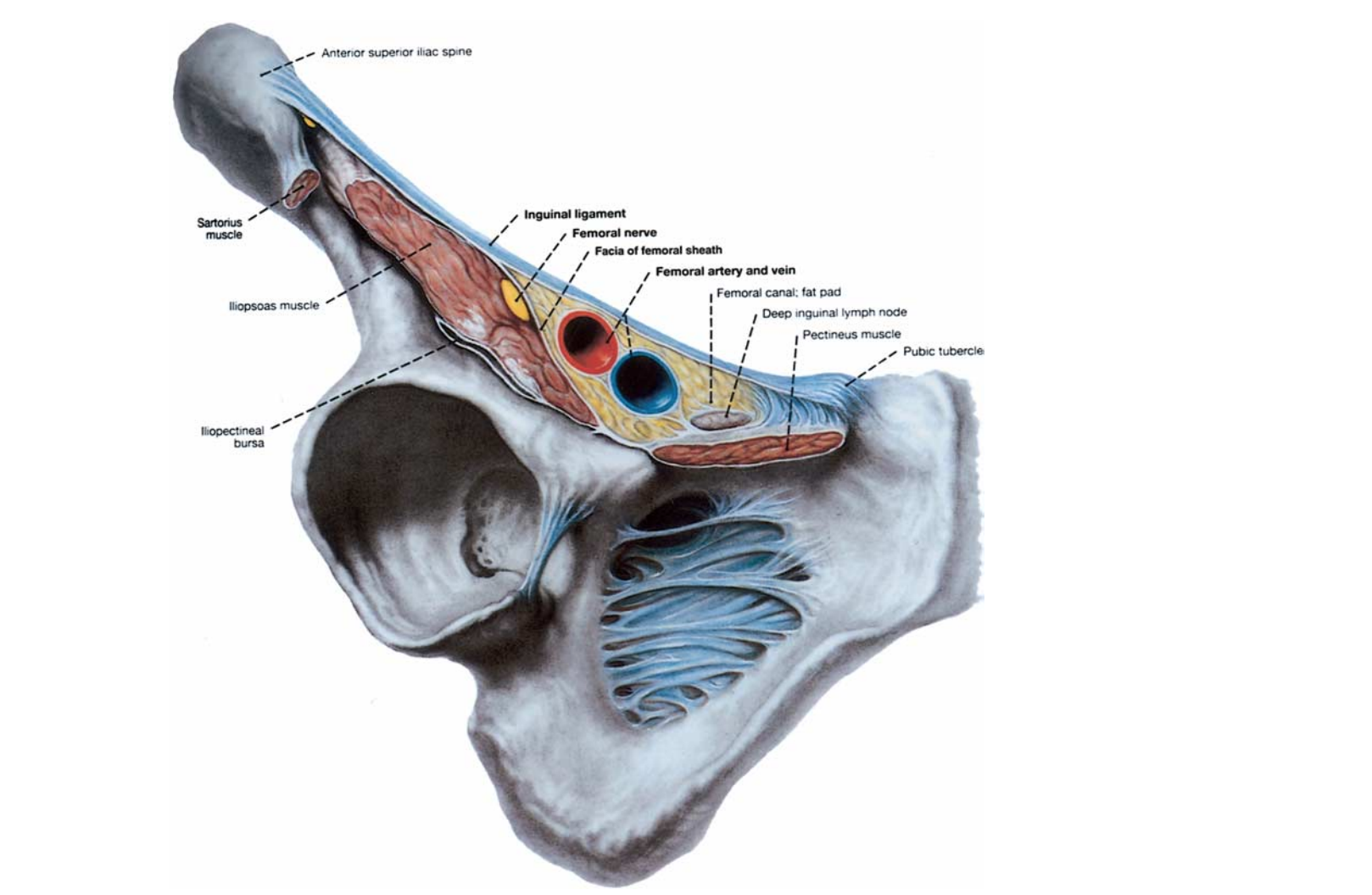 右髋关节少量积液怎么治疗(髋关节滑膜炎消消积液就行了)