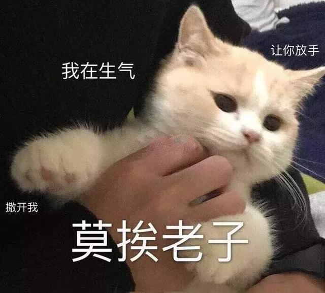 猫咪斗图表情包合集｜看我这六块腹肌，就知道你打不过我