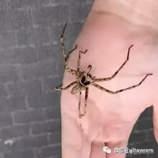 蟑螂的天敌是什么动物（一文了解蟑螂的真正天敌）