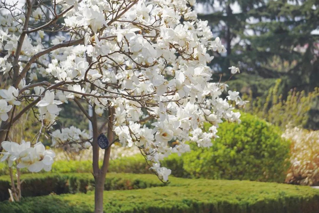 高清曝光！坐拥神仙颜值，山东最美“校花”就在这所大学里！