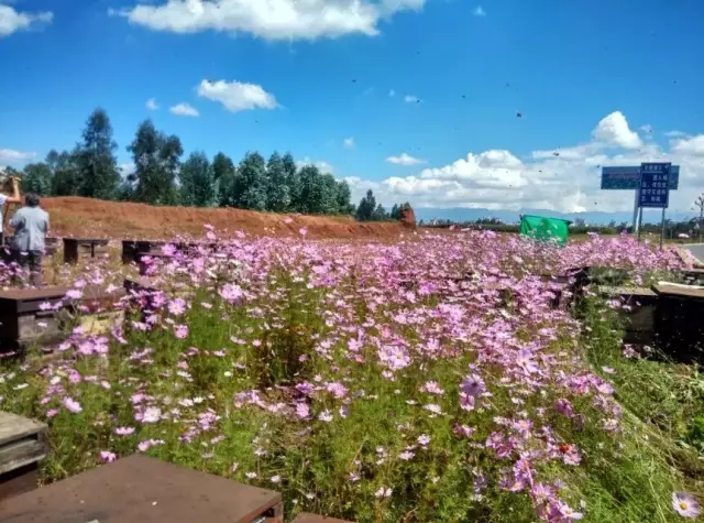大地花间，随遇而安，养蜂人——追花寻蜜，做世间最美的旅者