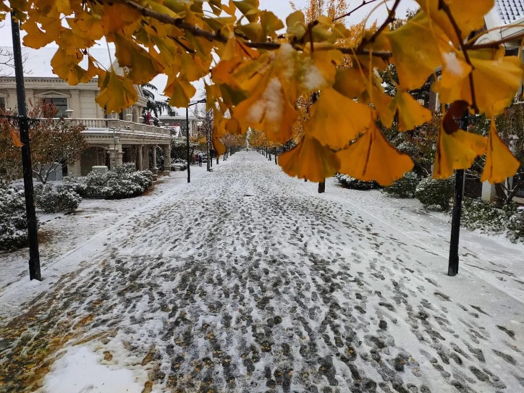 秋与冬的相遇，大连下雪了