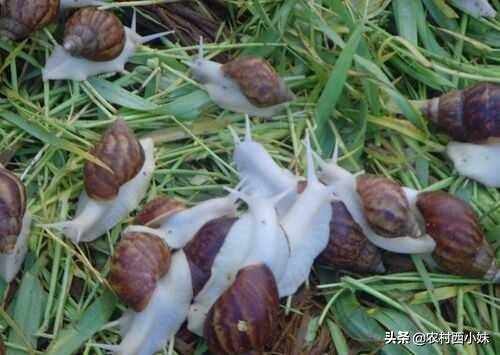 蜗牛产卵怎么处理（促进蜗牛交配产卵的方法）