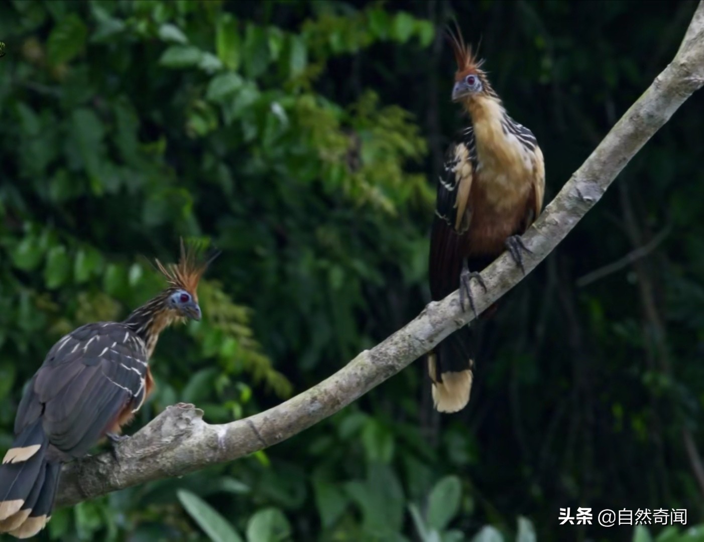 热带雨林动物有哪些(细数热带雨林60余种动植物)